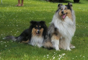 SAMSUNG DIGITAL CAMERA