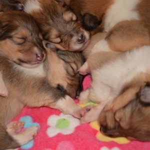O Wurf - 3 von 103.jpg
