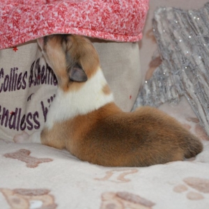 DSC_1003.JPG