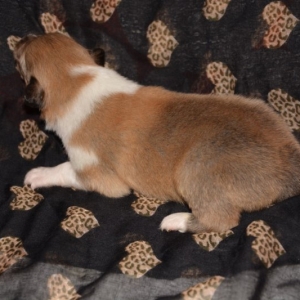 O Wurf - 27 von 103.jpg