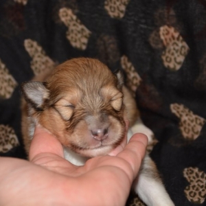 O Wurf - 28 von 103.jpg