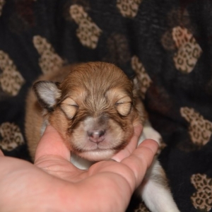 O Wurf - 29 von 103.jpg