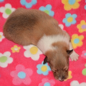 O Wurf - 30 von 103.jpg