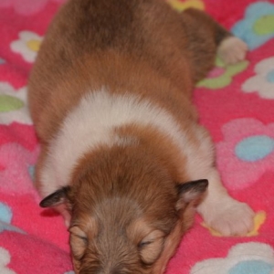 O Wurf - 31 von 103.jpg