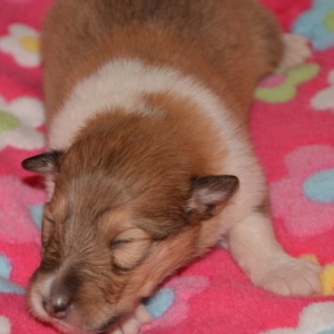 O Wurf - 32 von 103.jpg