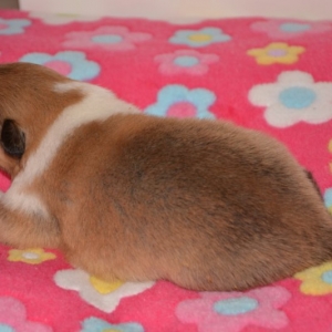 O Wurf - 33 von 103.jpg