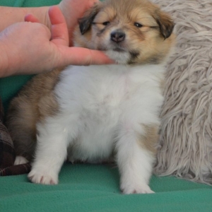 O Wurf - 53 von 138.jpg