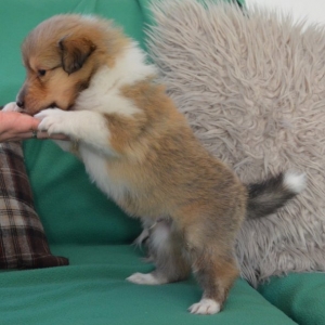 O Wurf - 54 von 138.jpg