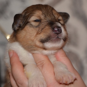 O Wurf - 75 von 103.jpg