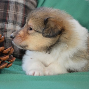 O Wurf - 85 von 138.jpg