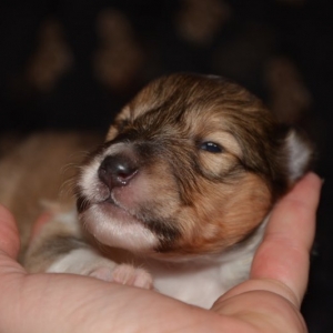 O Wurf - 41 von 103.jpg