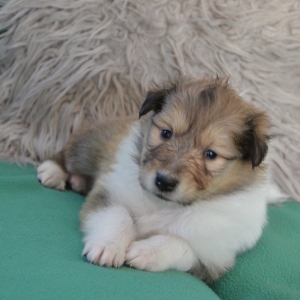 O Wurf - 73 von 138.jpg