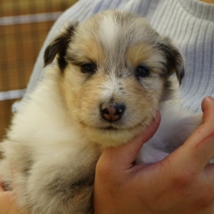 28839631-54B1-4431-8932-FECFE614D032_1_201_a